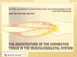 The Architecture of the Connective  Tissue in the Musculoskeletal System